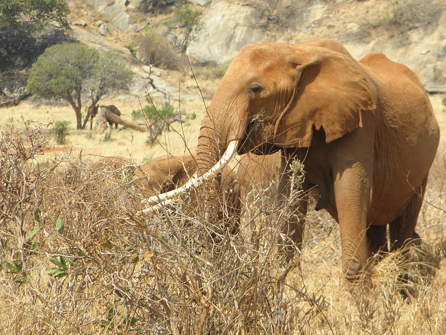 elefante, Kenia, África, salvaje, fauna, animal, naturaleza, safari, mamífero, paisaje