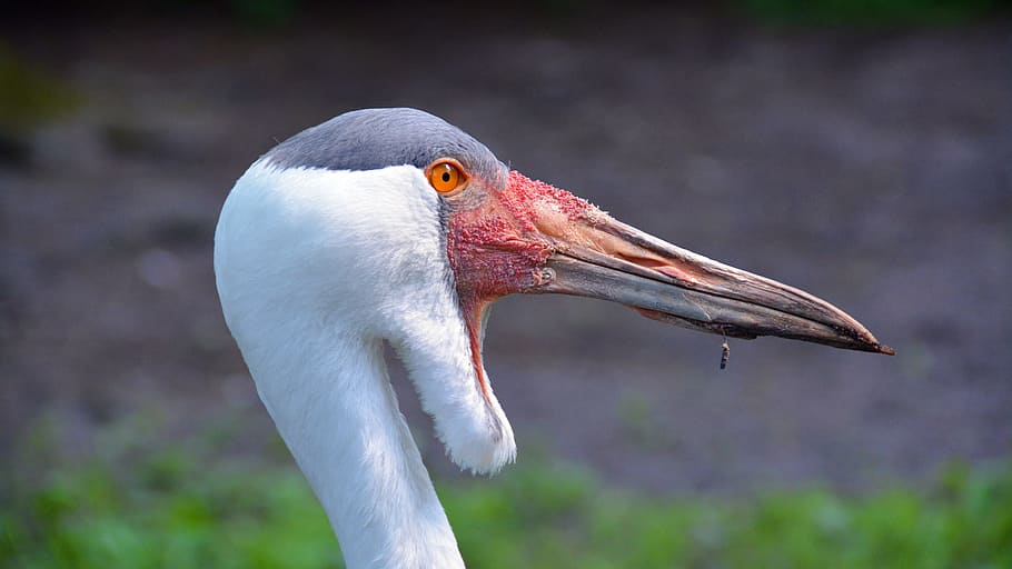 Wattled Crane, Burung, Alam, crane, hewan, dunia binatang, margasatwa, paruh, bulu, hewan Di Alam Liar