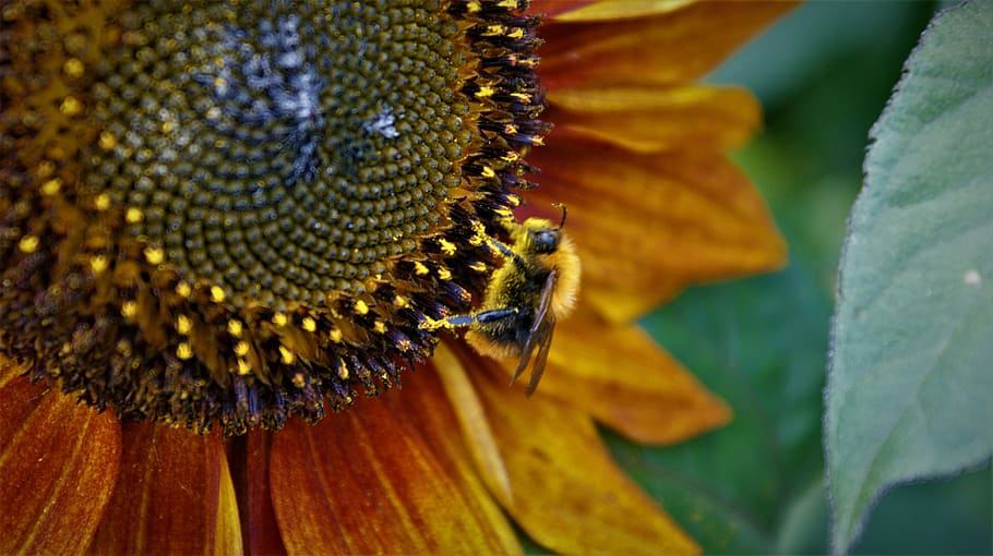 bunga matahari, lebah biasa carder, serbuk sari, penyerbukan, musim panas, alam, kesalahan, bunga, kelopak, warna-warni