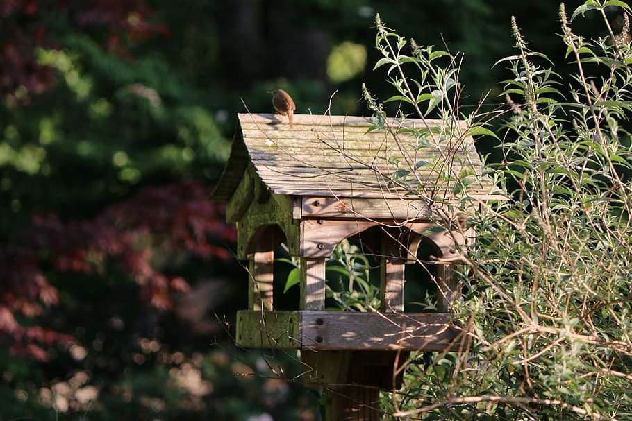 bird, birdhouse, backyard, nature, nest, box, wood, summer, wildlife, green