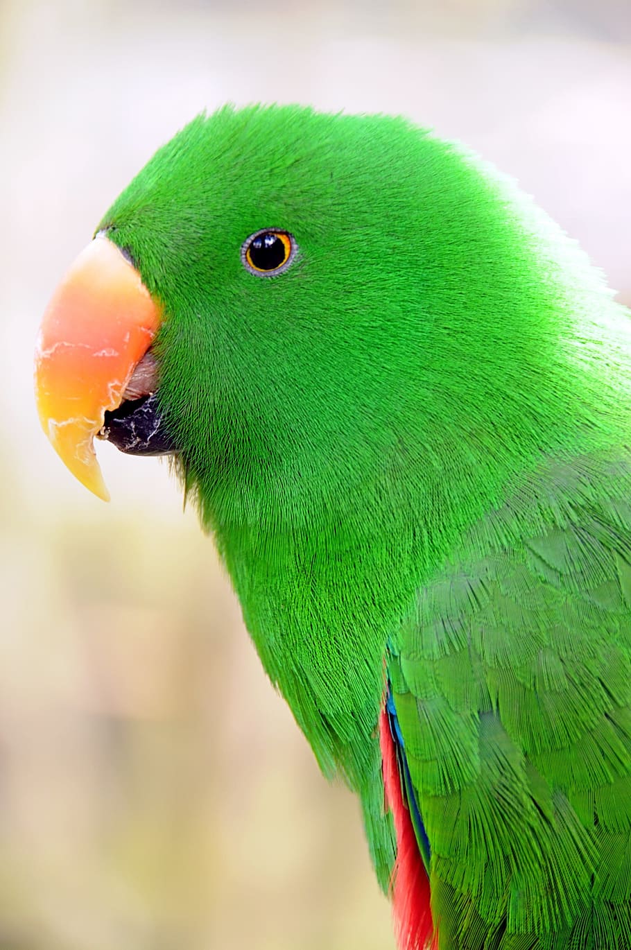 green parakeet, parrot, birds, parakeet, plumage, green, colorful, exotic, wild, zoo