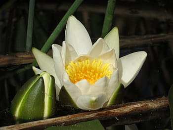 Página 15 | Fotos flor de lirio amarillo libres de regalías | Pxfuel