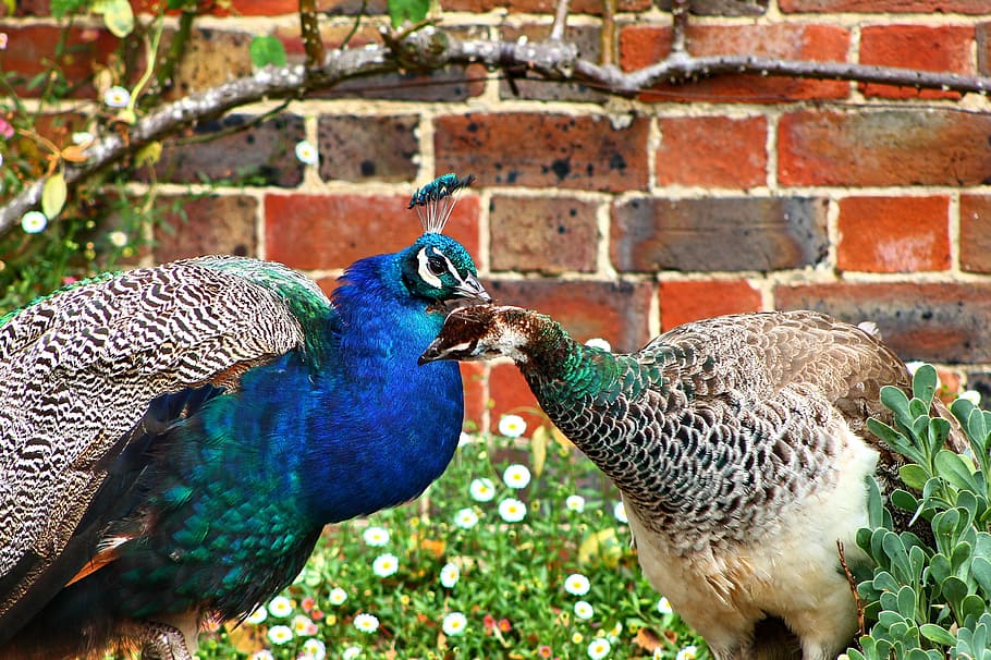 peafowl and peahen, peacock, bird, nature, blue, green, feather, animal, plumage, peacock females