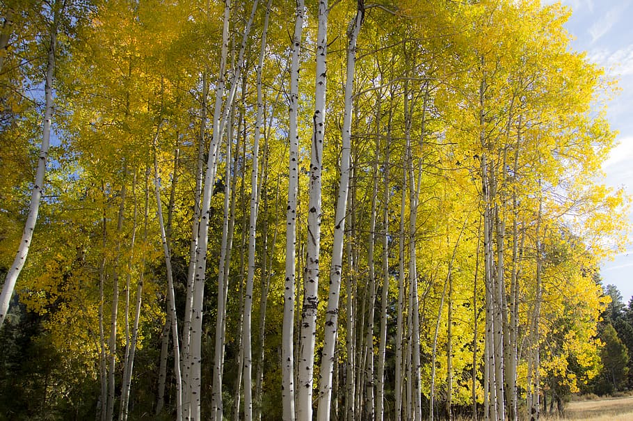 Fall, Oregon, Glowing, yellow, aspens, yellow tall trees, tree, plant, autumn, growth