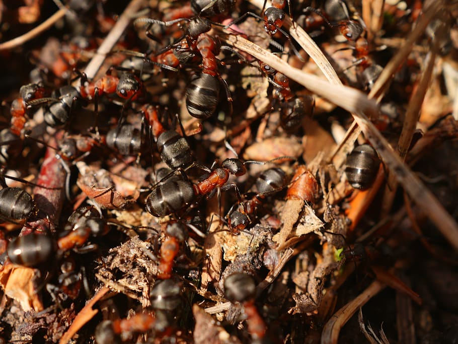 black-and-red ants gathering, ant, red, wood ant, anthill, crawl, ant hill, insect, formica rufa, forest