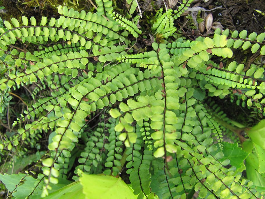 シダ 緑 自然 花 緑の色 葉 植物の部分 植物 成長 無人 Pxfuel