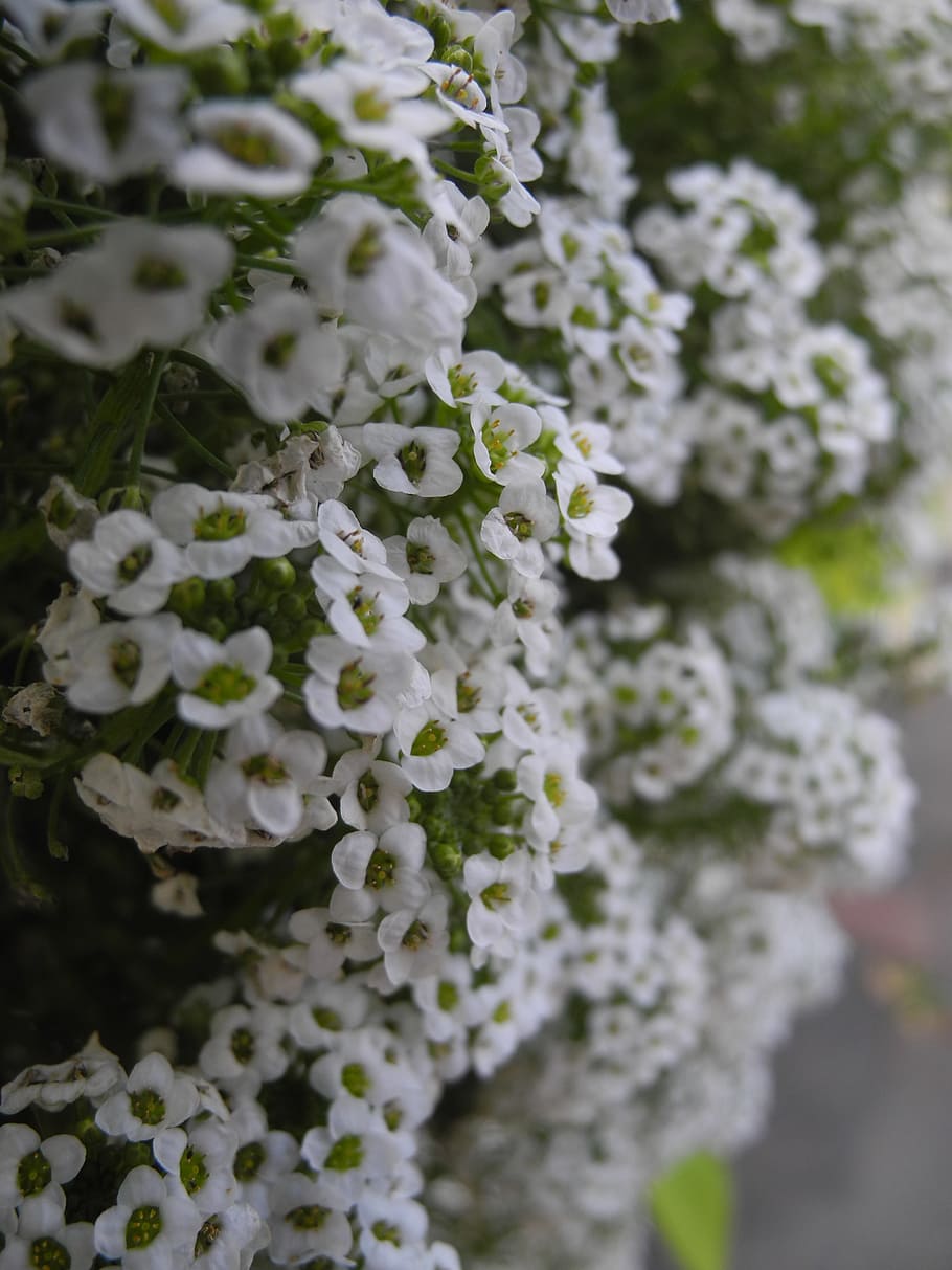 植物 白い花びら マクロ 自然 開花植物 脆弱性 花 成長 自然の美しさ 白い色 Pxfuel