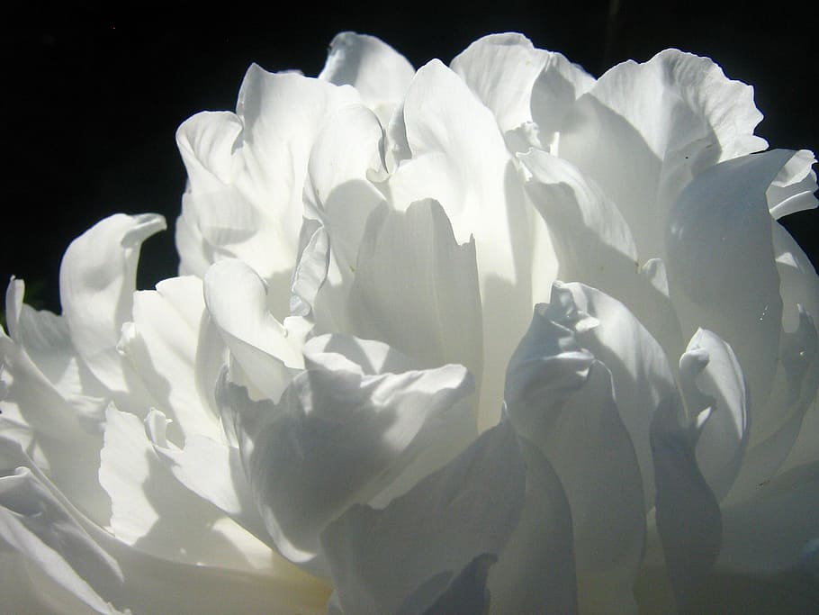 putih, bunga petaled, closeup, fotografi, close up, menembak, bunga putih, peony, bunga, musim panas