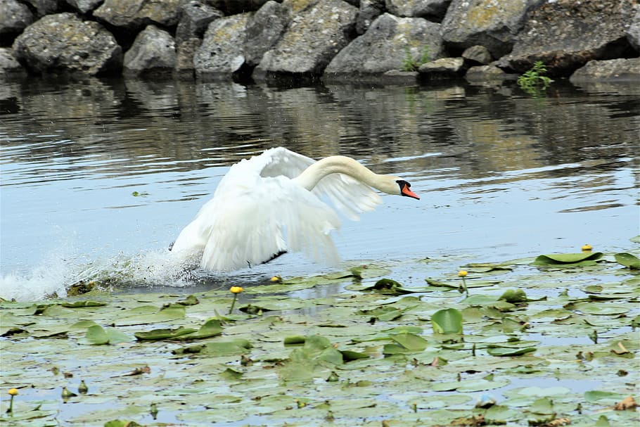 swan, lake, flying, start, noble, feather, white, water, animal themes, animals in the wild