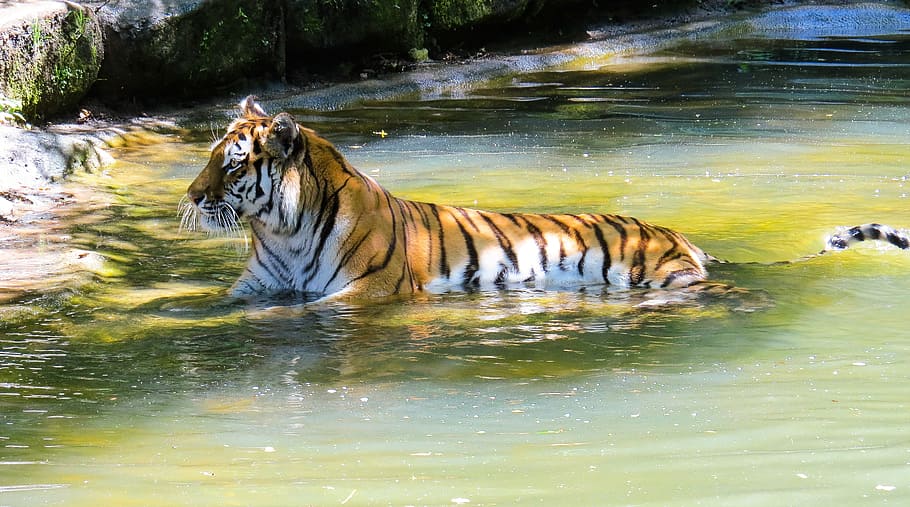 tiger, water, daytime, animal, amurtiger, predator, cat, tiergarten nürnberg, cooling, sweating