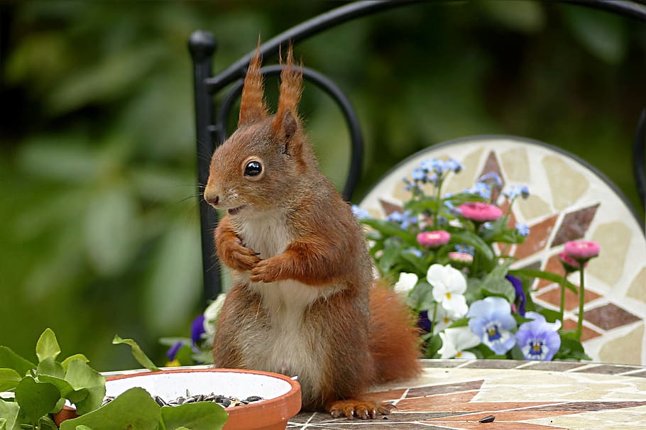 brown, squirrel, green, leaf, potted, plant, green leaf, potted plant, animal, rodent