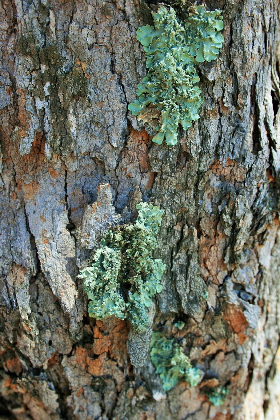 tree, trunk, lichen, curly, green, symbiosis, fungus photobiont, nature, forest, tree Trunk