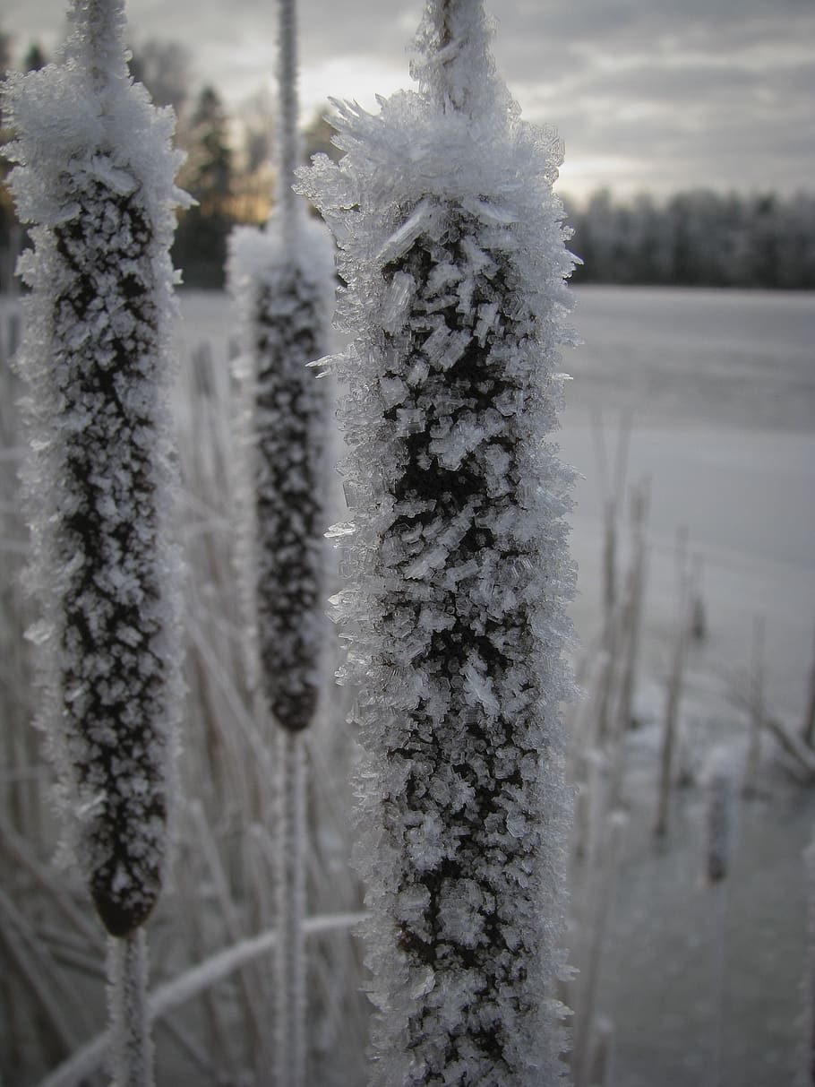 winter, frost, snow, frozen, cold, bulrush, typha latifolia, fros, frosty, ice winter