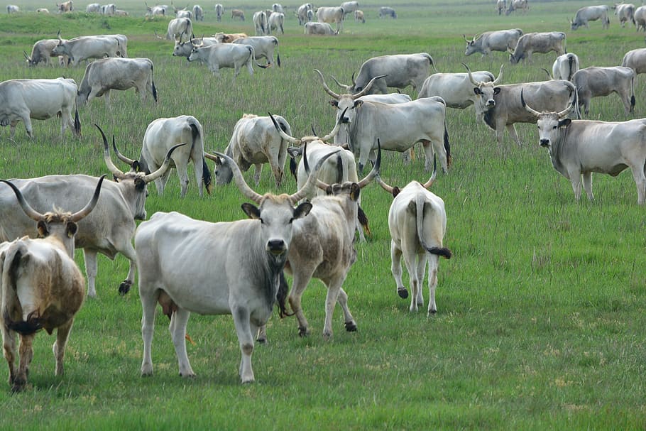 hungarian grey cattle, robert gulya, cumania, mammal, animal themes, animal, domestic animals, group of animals, large group of animals, livestock