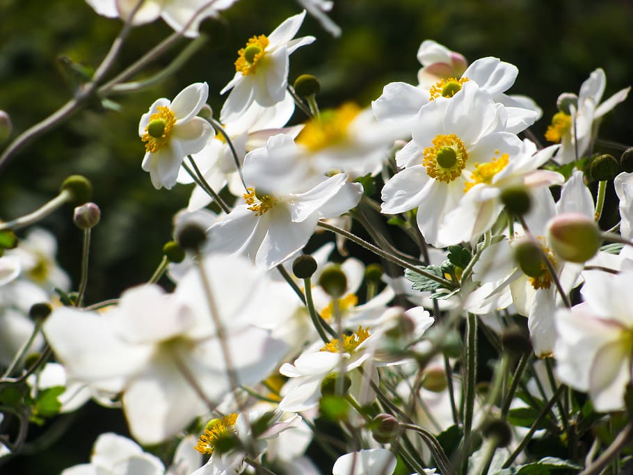 flowers, nature, blossoms, branches, stems, stalk, white, petals, bokeh, outdoors
