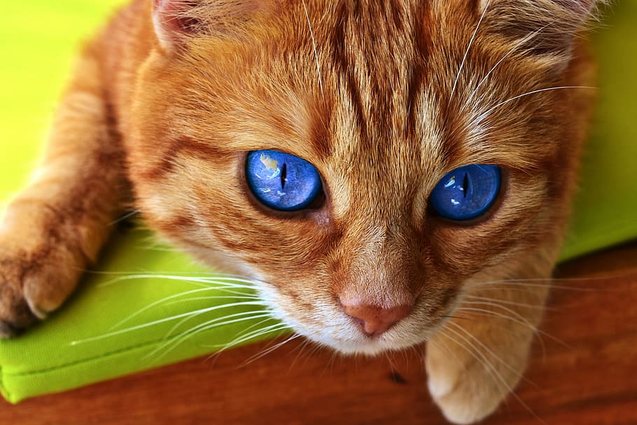 selective-focus photography, orange, tabby, cat, eyes, cat's eyes, face, tiger, mackerel, red cat