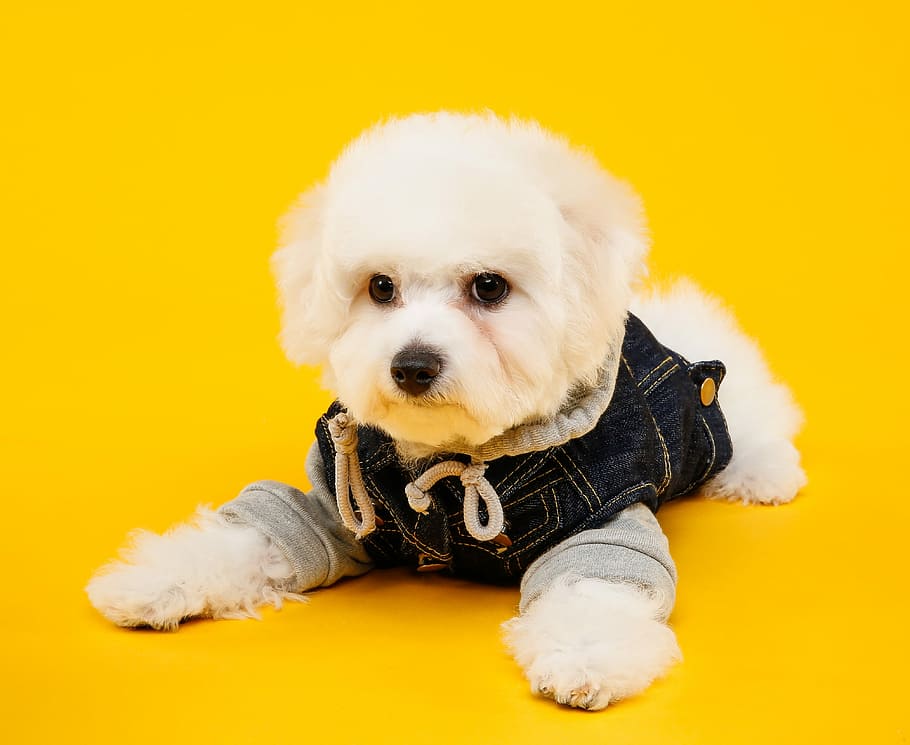 short-coated white dog, dog, puppy, cute, dog and, domestic animals, domestic, one animal, pets, canine