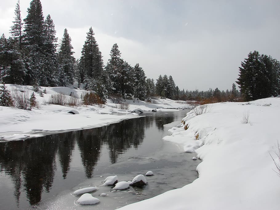 green, spruce trees, body, water, grey, skies, river, snow, nature, landscape