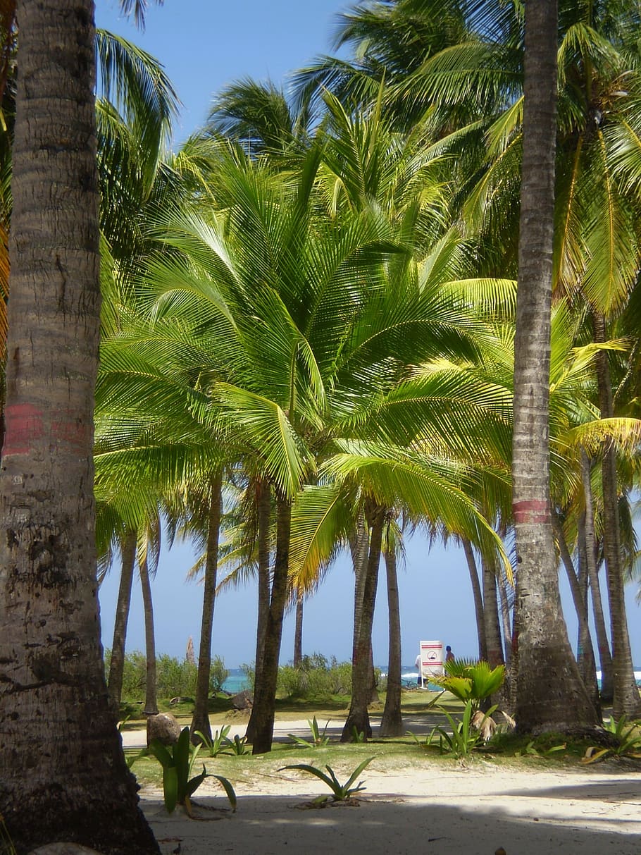 palmas, paisaje, colombia, san andrés, islas, palmera, playa, árbol, mar, clima tropical