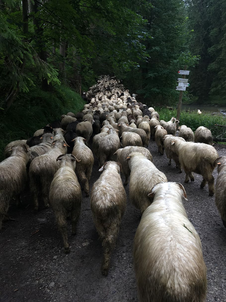 sheep, mountain, poland, nature, animal, forest, road, mammal, animal themes, group of animals