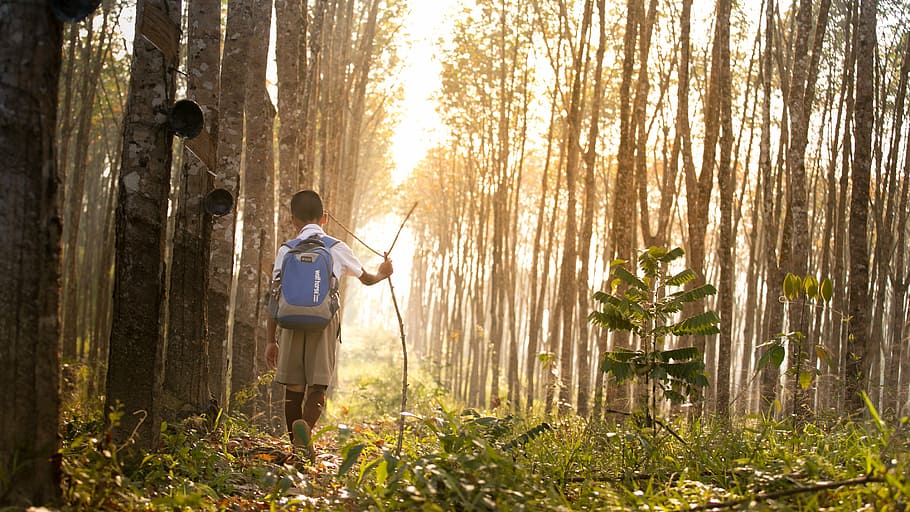 boy, holding, stick, walking, trees, school, student, dog, child, one person