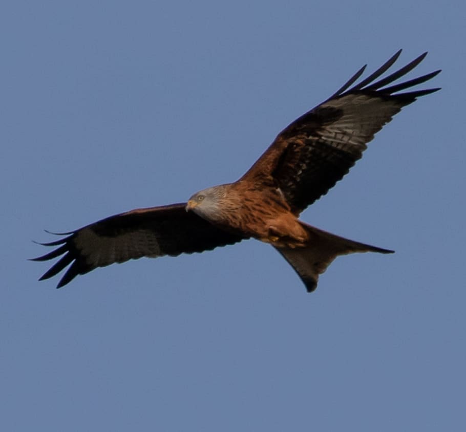 red kite, flying, soaring, predator, bird of prey, raptor, wing, feather, plumage, kite