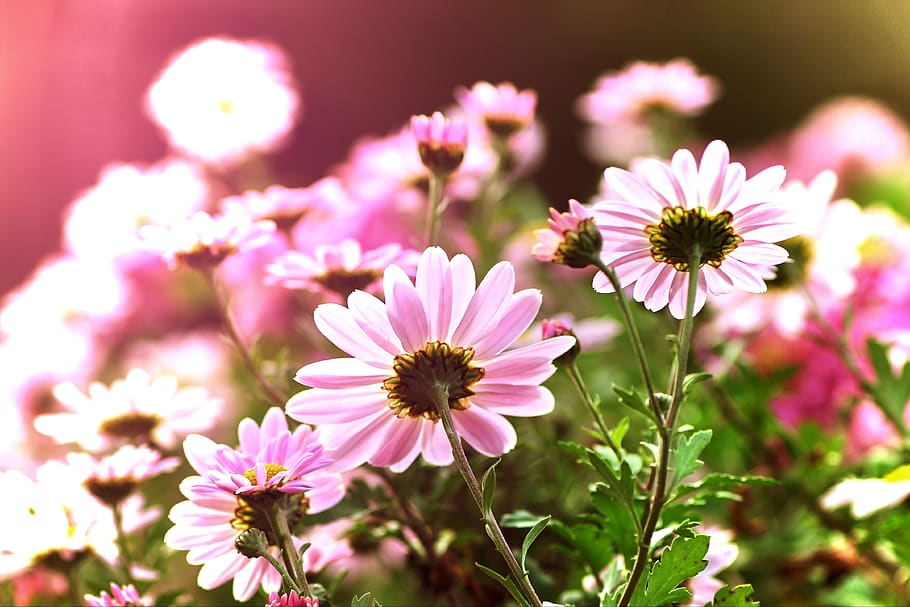 asters, backlighting, flowers, pink, autumn, sun, bright, golden, colorful, october