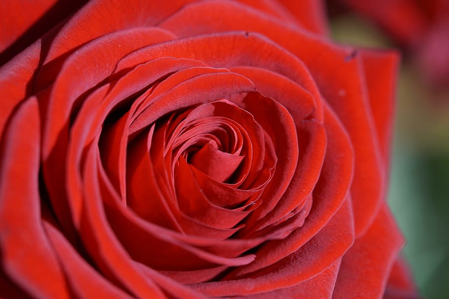 rosa, rojo, rosa roja, flor, planta, romántico, día de san valentín, romance, día de la boda, ramo