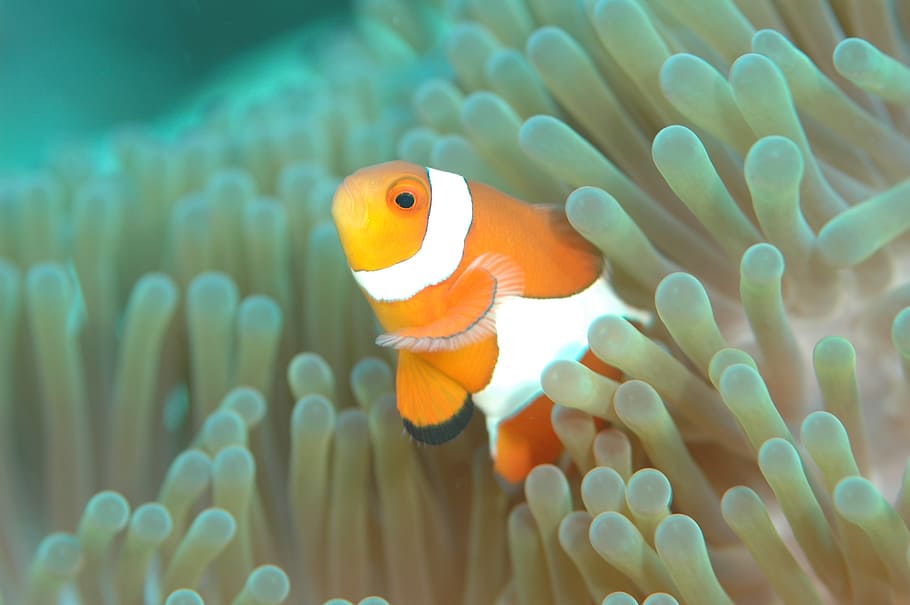 orange, white, clown fish, clownfish, fish, underwater life, sea, diving, underwater, anemonefish
