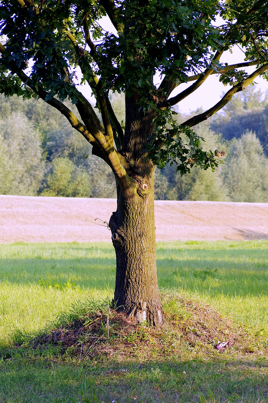 árbol, roble, solitario, tronco, konary, verde, naturaleza, la belleza de la naturaleza, estabilidad, planta