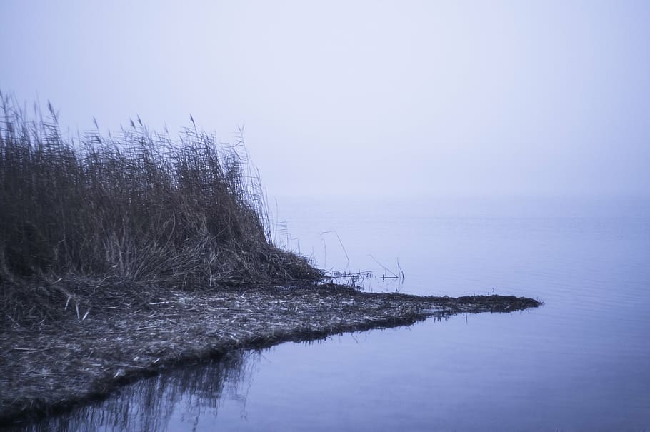 grass, body, water, lakeside, view, cloudy, day, lake, foggy, nature