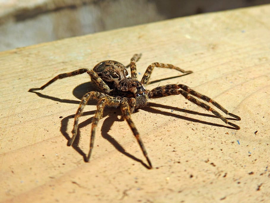spider-wolf, spider, brown, arachnid, nature, hairy, exotic, terrifying, insects, animal themes