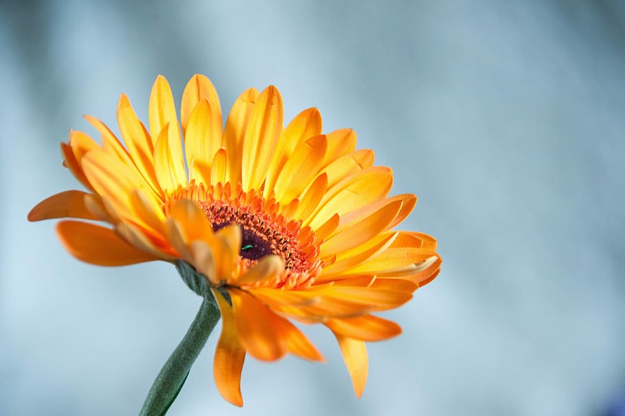 花 オレンジ 夏 クローズアップ マクロ 庭の花 夏の花 明るく美しい花 花びら オレンジ色の花 Pxfuel