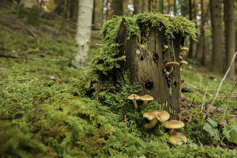 dangkal, fotografi fokus, coklat, jamur, hutan, jamur pohon, log, kayu, alam, hijau