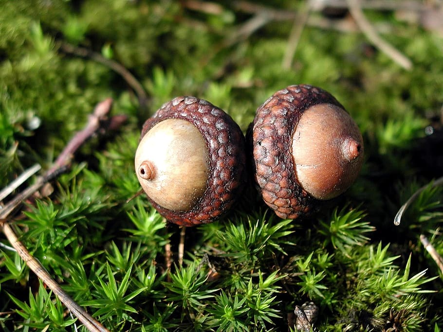 moss, acorns, two, acorn, seeds, plants, flora, food, food and drink, plant