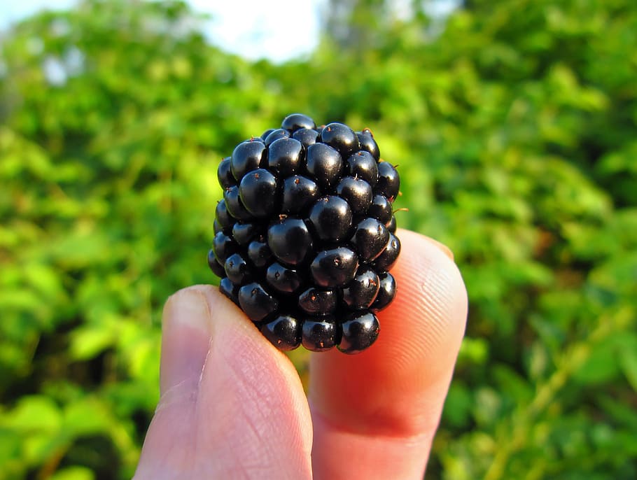 macro photo, person, holding, black, berry, blackberry, bramble, ripe, picked, fresh