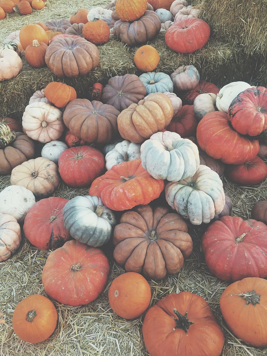 bunch, pumpkins, ground, vegetables, halloween, pumpkin, fresno, autumn, food and drink, food