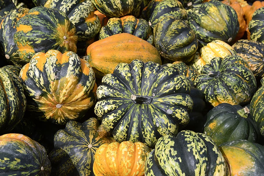 bunch of squashes, pumpkin, gourd, autumn, thanksgiving, decoration, harvest, halloween, decorative, autumn decoration