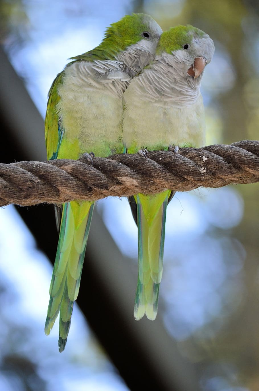 two, green-and-white birds, perched, brown, rope, parrot, lovebird, couple, bird, fly