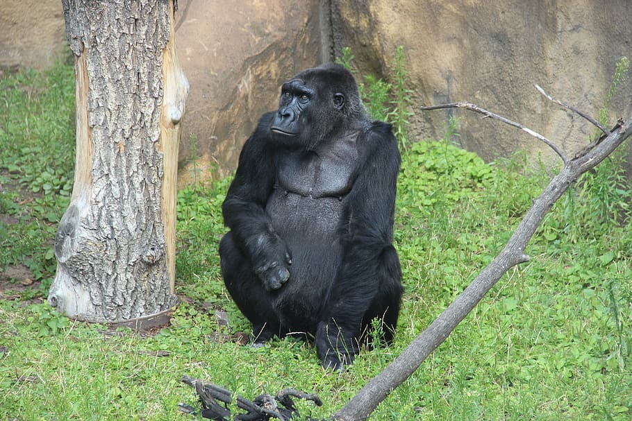 gorilla, zoo, moscow zoo, black, monkey, primacy, one animal, animal wildlife, ape, outdoors
