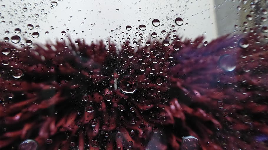 clear, glass, moist, car wash, inside view, window, water, brushes, carwash, red