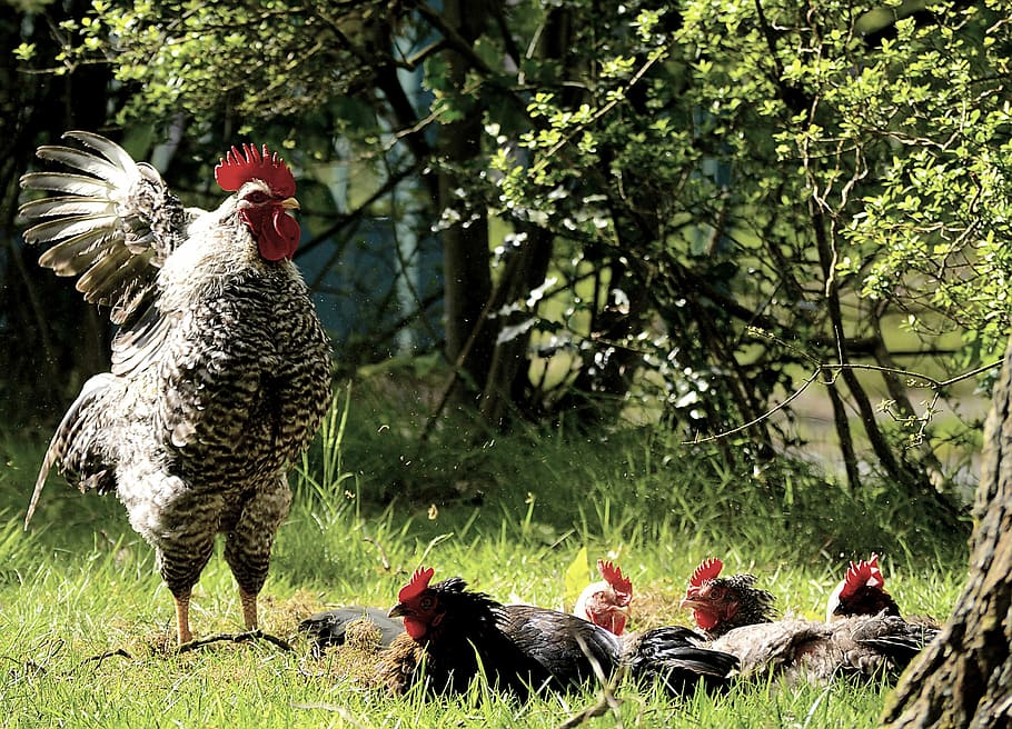 black, gray, rooster, Hahn, Chickens, Bird, Poultry, bill, animal, gockel