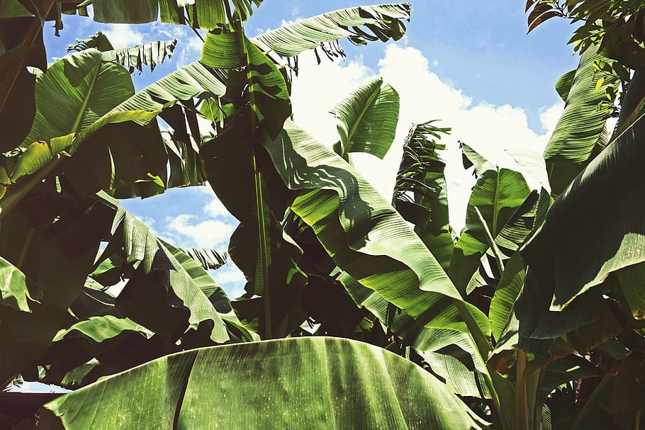 hijau, pohon pisang, siang hari, tanaman, pisang, daun, musim panas, tropis, flora, alam
