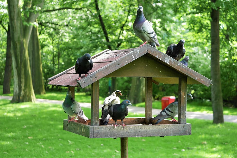 Dovecote, Birds, the dovecote, park, bird, nature, animal, outdoors, wildlife, birdhouse