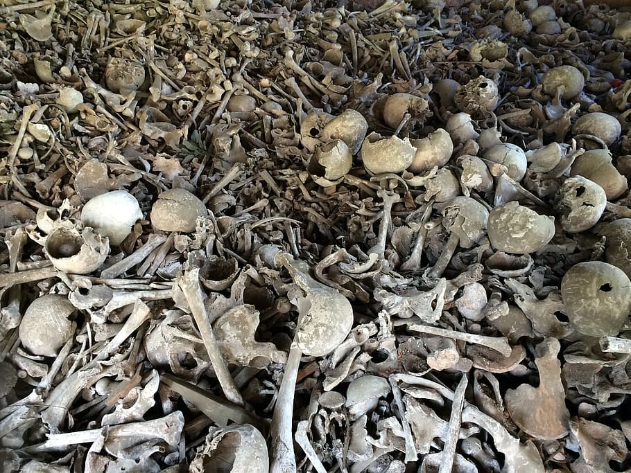 lote de hueso gris, hueso, cráneo, huesos, extraño, cráneo y huesos cruzados, muerto, esqueleto, hueso del cráneo, diente
