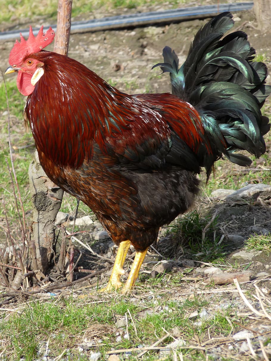 Hahn, Animal, Farm, Gockel, Poultry, animal, farm, chicken, bird, chicken - bird, rooster