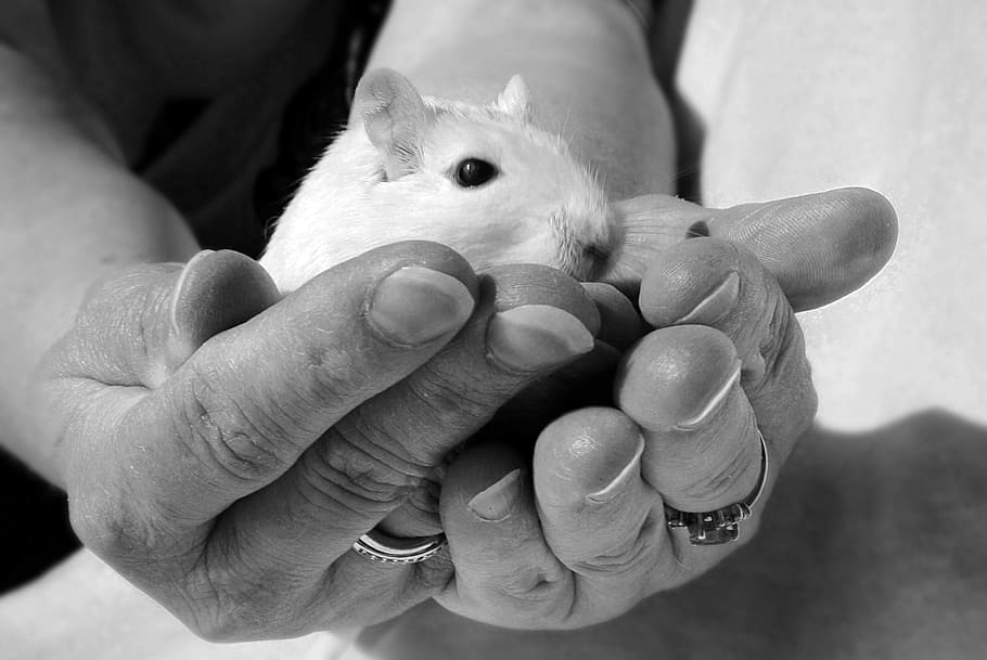 grayscale photo person, holding, white, mice, Animal, Rodent, Gerbil, Hand, human body part, human hand