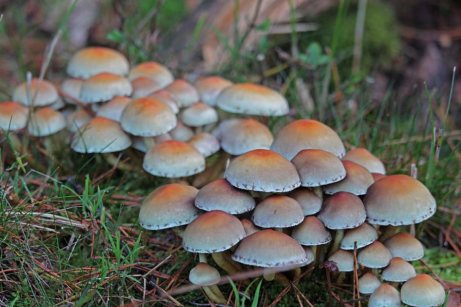hongos, hongos del bosque, tóxico, otoño, bosque, hongo de disco, hongo pequeño, suelo del bosque, naturaleza, primer plano