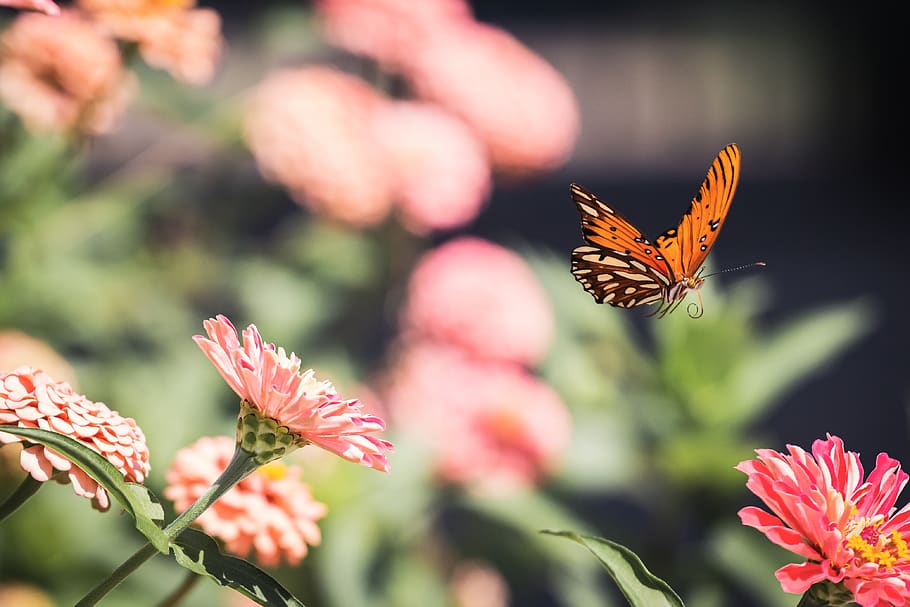 kupu-kupu, merapatkan, serangga, Taman, musim panas, detail, bug, sayap, alam, warna-warni