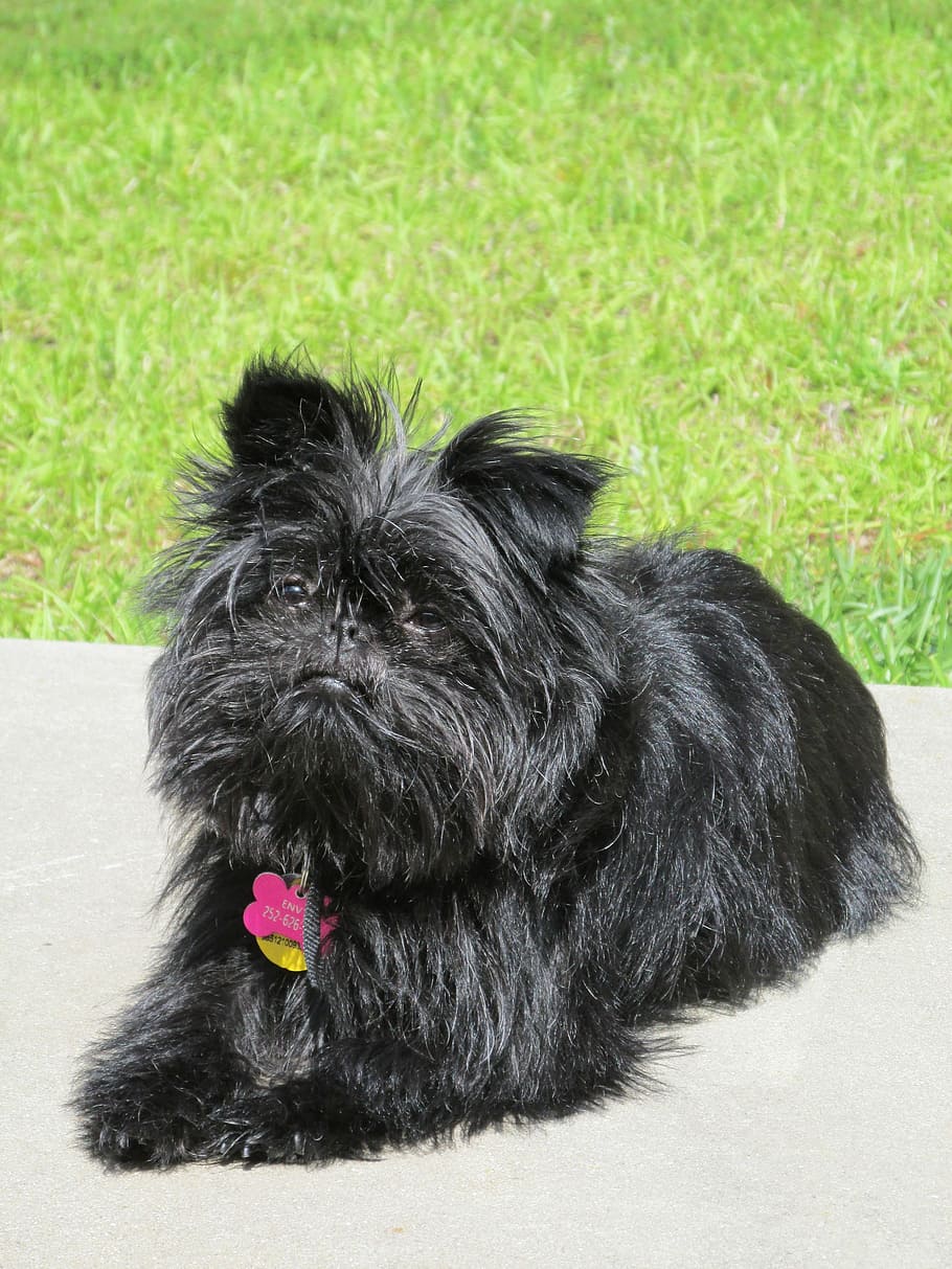 Dog, Affenpinscher, Pet, Breed, monkey terrier, pets, one animal, domestic animals, animal, black color